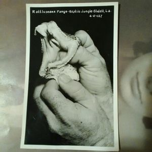 Vintage Photo Postcard "Rattlesnake Fangs" La.
